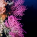 seafan_pc_v_0705_png1930.jpg